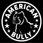 American Bully