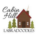 Cabin Hill Labradoodles